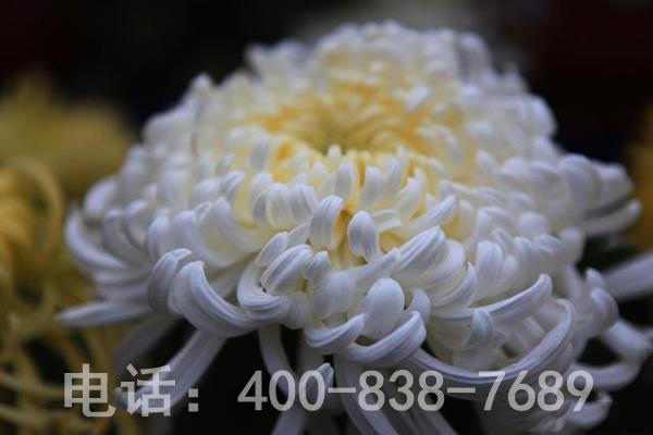 绽放的菊花